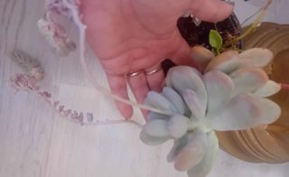 Pianta succulenta con fusto lungo