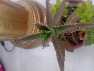 Piante grasse miste in vaso