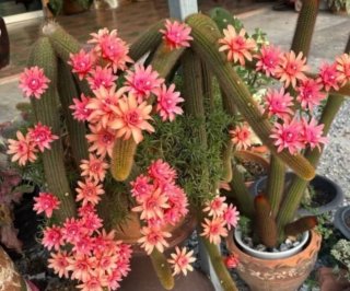 Hildewintera Traisengluck