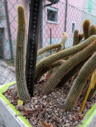 Hildewintera Traisengluck