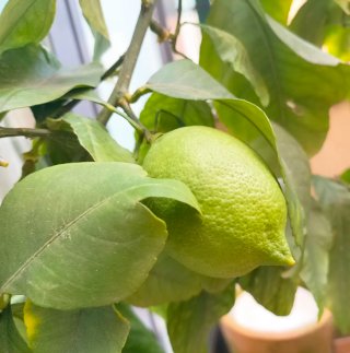 Limonero orgánico en maceta terracota.