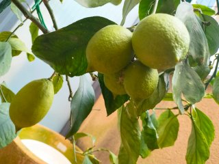 Limonero orgánico en maceta terracota.