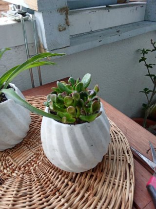 3 Vasi di design con piante