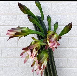 Cactus Cereus Fiorito