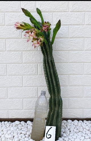 Cactus Cereus Fiorito
