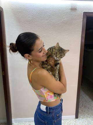 Cuidadora de gatos en Talavera