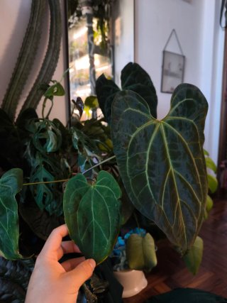 Anthurium Pap. X Papxone