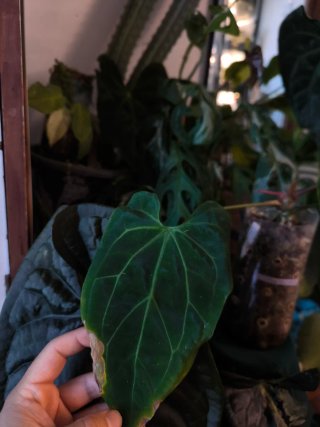 Anthurium Pap. X Papxone