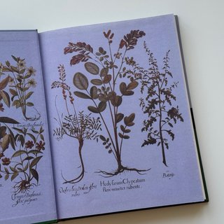 Plantas y remedios naturales