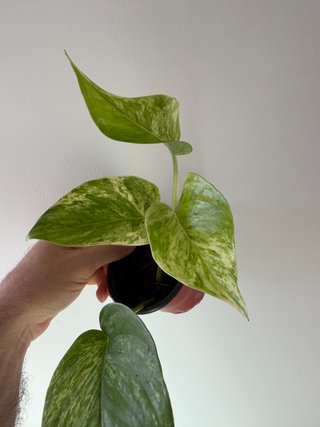 Epipremnum Marble Queen