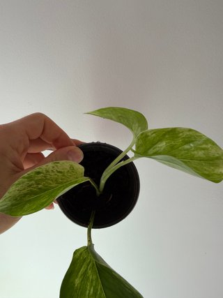 Epipremnum Marble Queen