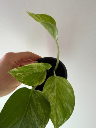 Epipremnum Marble Queen