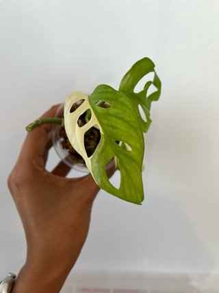 Monstera Adansonii Albo 1