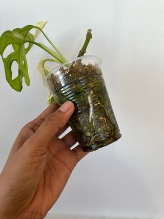 Monstera Adansonii Albo 1