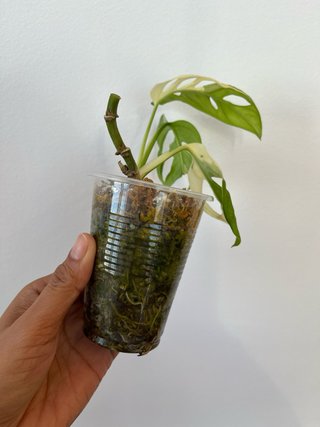 Monstera Adansonii Albo 1