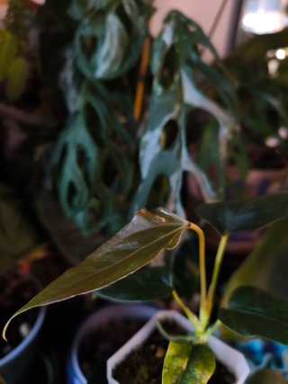 Anthurium Batwings