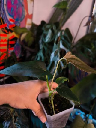 Anthurium Batwings