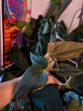 Anthurium Batwings