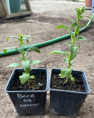 Planta Boca de Dragón ( Antirrhinum Majus ).