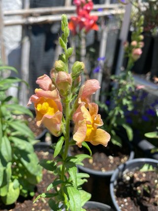 Planta Boca de Dragón ( Antirrhinum Majus ).