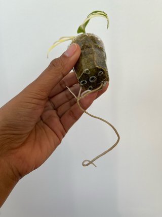 Monstera Adansonii 2