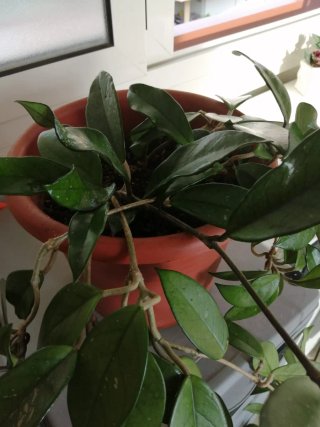 Hoya carnosa pianta con rami lunghi Mt.  3,50