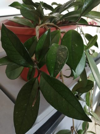 Hoya carnosa pianta con rami lunghi Mt.  3,50