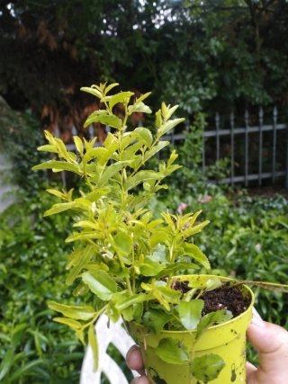 Piantina di giuggiole verde in vaso