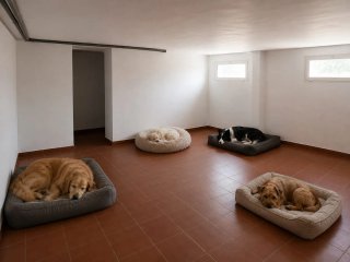 Guarderia canina