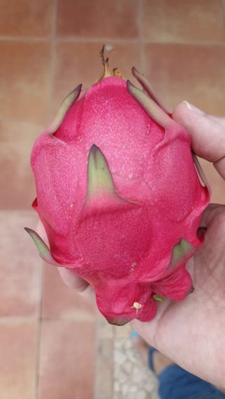 PITAYA ROYAL RED, AUTOPOLINIZANTE