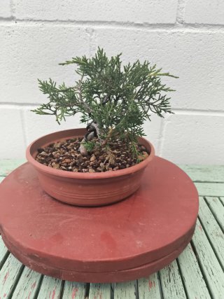 Bonsai Junípero Moyogui
