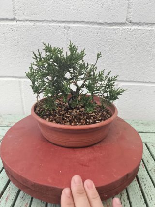 Bonsai Junípero Moyogui