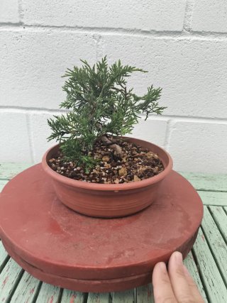 Bonsai Junípero Moyogui