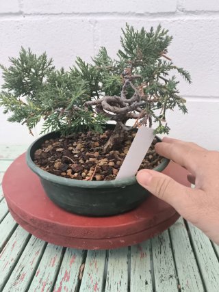 Bonsai Junipero Moyogui