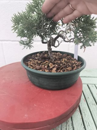 Bonsai Junipero Moyogui