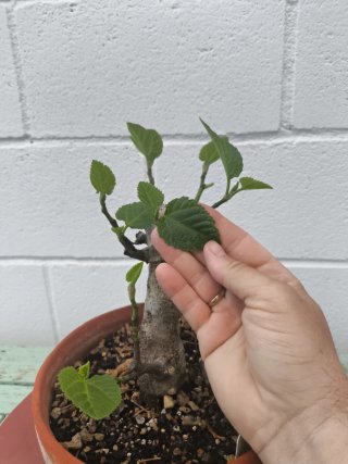 Bonsai Ficus Carica Higuera