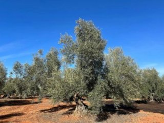 Olivos centenarios en producción