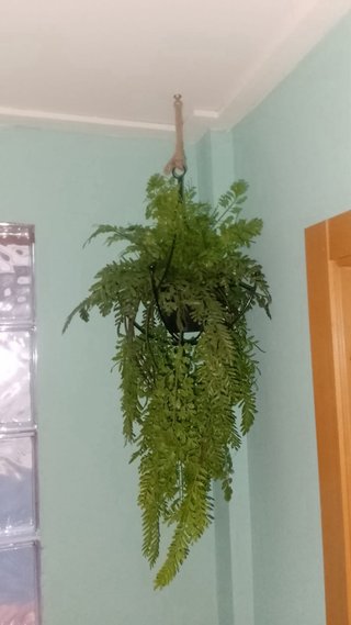 Planta Decorativa Colgante Artificial