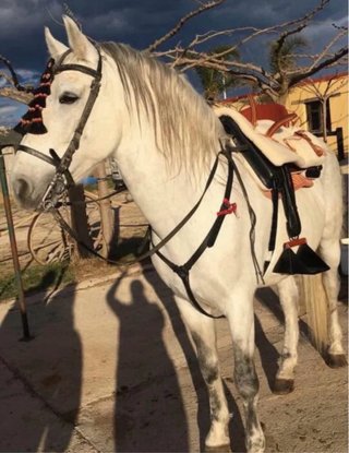 Silla Amazona convertible a Vaquera