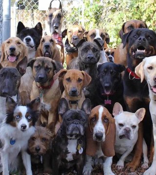 ADIESTRAMIENTO CANINO