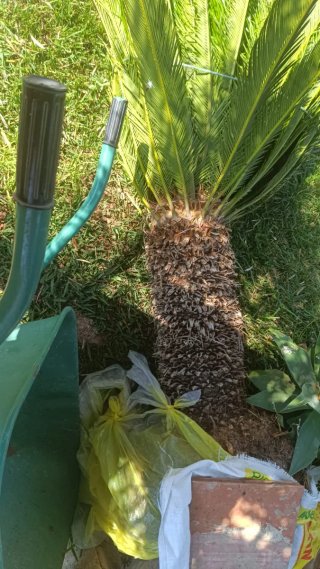 Palmera Cica revoluta 30 años