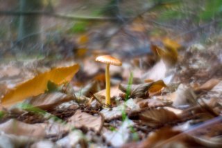 Helios 44-2 58mm Lente