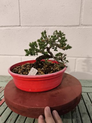 Bonsai Junipero Procumbens Nana Moyogui