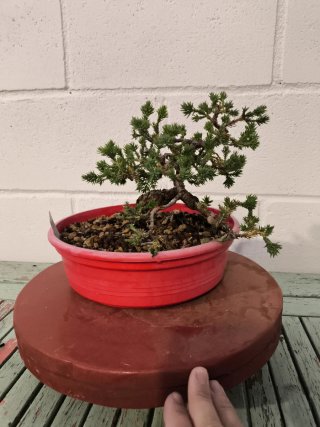 Bonsai Junipero Procumbens Nana Moyogui