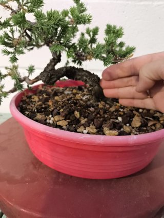 Bonsai Junipero Procumbens Nana Moyogui