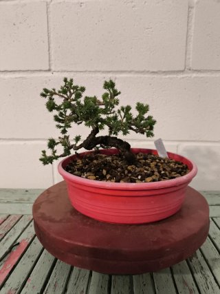 Bonsai Junipero Procumbens Nana Moyogui
