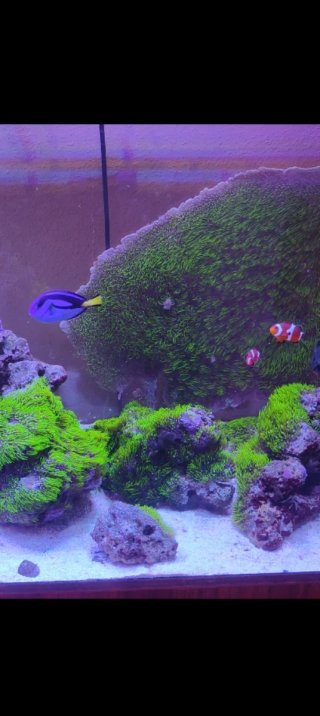 Decoración acuario marino - Piedra