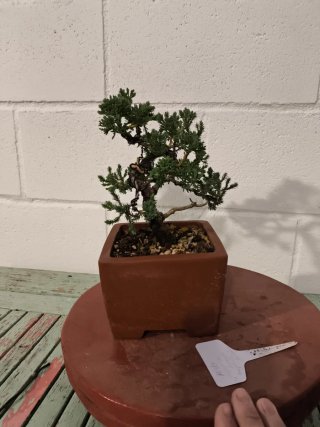 Bonsái Juniperus procumbens nana