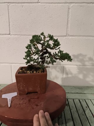 Bonsái Juniperus procumbens nana