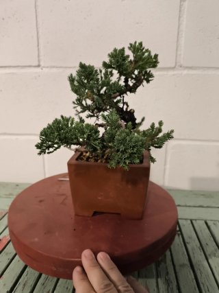 Bonsái Juniperus procumbens nana